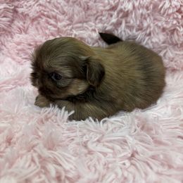 Gold black Mask - Liver female Shih Tzu puppy in North Port, Florida from Marlene Kenney's Shih Tzus
