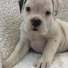 Boxer Puppies from Cimarron European Boxers