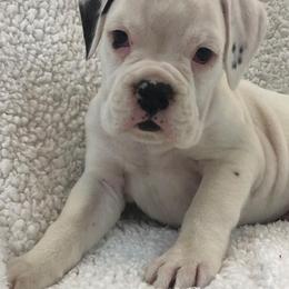 Boxer Puppies from Cimarron European Boxers