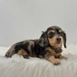 Custard - Dapple male Dachshund puppy in Litchfield, Illinois from Charmm Dachshunds