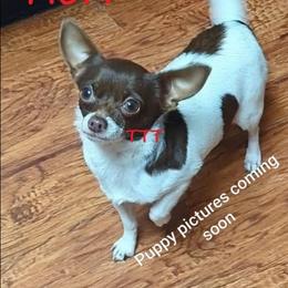 Chocolate Male Long Coat - Chocolate male Chihuahua puppy in Medina, Ohio from T Tiny Treasures