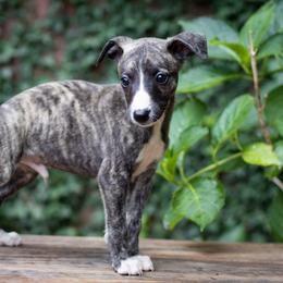 Borzoi and Whippet Puppies from Ivanhoe Borzoi