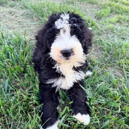 Gucci with training - Black and white male Bernedoodle puppy in Boonville, North Carolina from Doods & Dolls