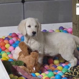 Holly boy 3273 - Light golden male Golden Retriever puppy in Niles, Michigan from Family Raised Goldens