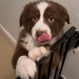 Pink - Red tri-color female Miniature American Shepherd puppy in Hurt, Virginia from Sweet Prada's Farm