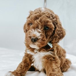 Goldendoodle Puppies from Oh My Mini Doodle