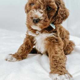 Goldendoodle Puppies from Oh My Mini Doodle