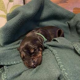 Noah - Black and rust male Doberman Pinscher puppy in Boyd, Texas from Team Feem Breeders