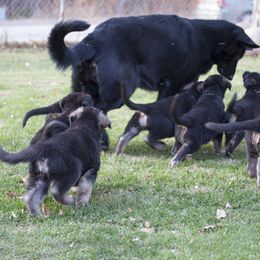 German Shepherd Puppies from Bmeerhuis German Shepherds