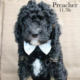 Preacher - Tri-color male Bernedoodle puppy in Comanche, Texas from Central Texas Doodles, LLC.