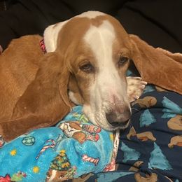 Squirrel - Basset Hound