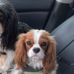 Cavalier King Charles Spaniels from Linda's Cavalier King Charles Spaniels