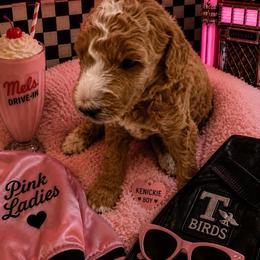 Kenickie - Red  male Goldendoodle puppy in Janesville, Wisconsin from Brandie Stenulson