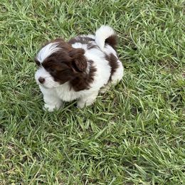 Lily - Liver and white female Shihpoo puppy in Cane Savannah, South Carolina from Dws_kennelservices