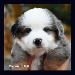 Labrador Retriever and Miniature American Shepherd Puppies from ROCK CREEK LABRADORS Pasco, WA