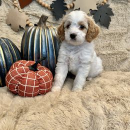 Bernedoodle, Goldendoodle, and Poodle Puppies from Anam Cara Pups