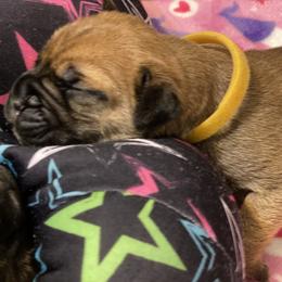 Bullmastiff Puppies from T-Boldt Bullmastiffs