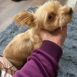 Sassy - Yorkshire Terrier