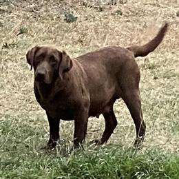 cindy - Labrador Retriever