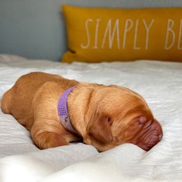 Golden Retriever Puppies from Earley Goldens