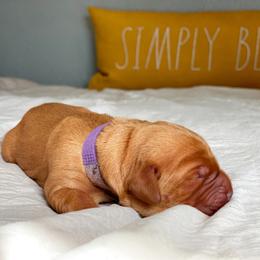 Golden Retriever Puppies from Earley Goldens