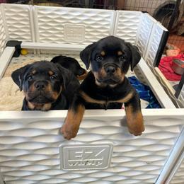 Boy 6 - Black and mahogany male Rottweiler puppy in Delta, Pennsylvania from Von Hause Hushon Rottweilers