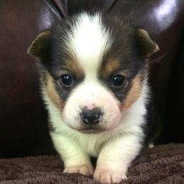 FF-1 - Black and tan female Pembroke Welsh Corgi puppy in Ely, Minnesota from RJ's Corgis