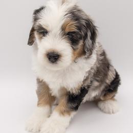 Franklin - Black Collar Male - Merle male Bernedoodle puppy in Lehi, Utah from Our Little Farm Life Doodles