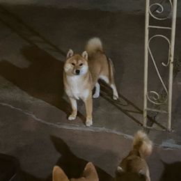 Girl 2 - Red Shiba Inu puppy in California from Nippo Shiba