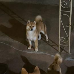 Girl 2 - Red Shiba Inu puppy in California from Nippo Shiba
