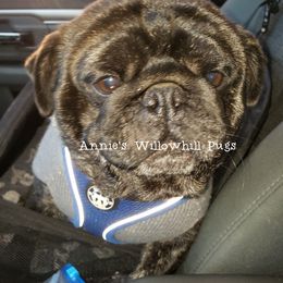 Pug Puppies from Annie's Willow Hill Pugs
