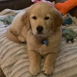 Golden Retrievers from Shady Hill Acres Golden Retrievers