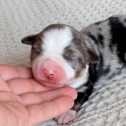 Haven - Blue merle female Miniature Australian Shepherd puppy in Chelsea, Oklahoma from Elite Puppies of Oklahoma