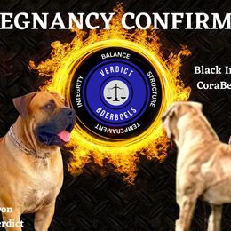 Boerboels from Verdict Boerboels