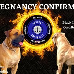 Boerboels from Verdict Boerboels