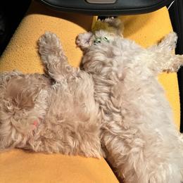 Poodle Puppies from J'Adore Doodles