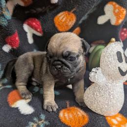 Elsa - Fawn female Pug puppy in Winter Haven, Florida from Lisa's Pugalicious Pugs