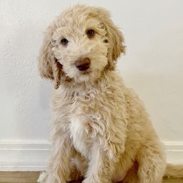 Light Purple Puppy - Cream Labradoodle puppy in Kingman, Arizona from The Dood Ranch
