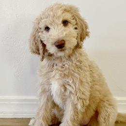 Light Purple Puppy - Cream Labradoodle puppy in Kingman, Arizona from The Dood Ranch