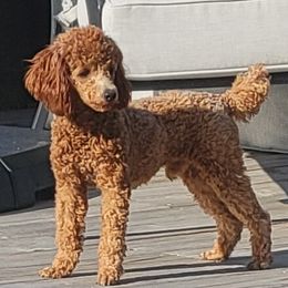 Abner - Poodle