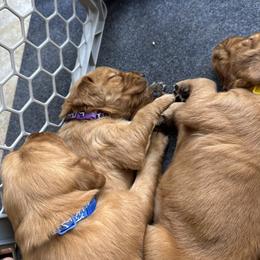 Golden Retriever Puppies from Arizona Dream Goldens