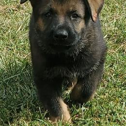 German Shepherd Puppies from Vom Hallynn Haus