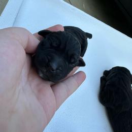 Girl 2 - Black female Cane Corso puppy in Dunn, North Carolina from Carter’s Corso