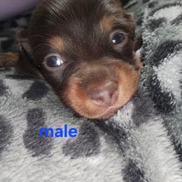 Hershey - Chocolate and tan male Dachshund puppy in Sturtevant, Wisconsin from Nicole Rios