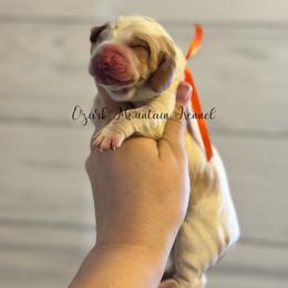 Orange boy - Red and white male Basset Hound puppy in Conway, Missouri from Ozark Mountain Kennel