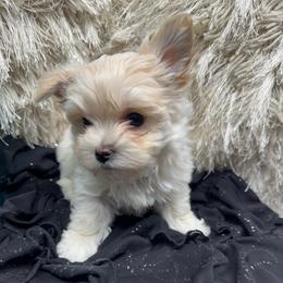 Knox - White and tan male Morkie puppy in Taylorsville, North Carolina from Mountain Top Hot Tailz