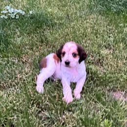 Freddy - Liver white and tan male English Springer Spaniel puppy in Coeur D'alene, Idaho from Springer Hollow