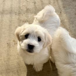 Foster - White male Coton de Tulear puppy in Mead, Oklahoma from Bar W Cotons