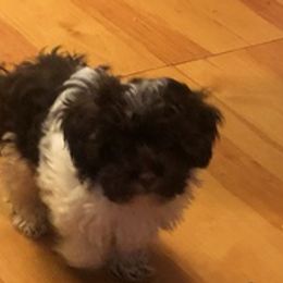 Shihpoos from Amy's Shihpoos