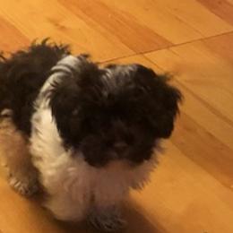 Shihpoos from Amy's Shihpoos